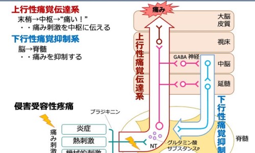 宫瘤消胶囊止血效果网—知名的宫瘤消胶囊网站,分享宫瘤消胶囊说明书知识